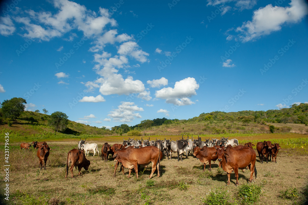 Livestock. Cattle in the field in Alagoinha, Paraiba State, Brazil on April 23, 2012. Livestock. Cattle in the field in Alagoinha, Paraiba State, Brazil on April 23, 2012.