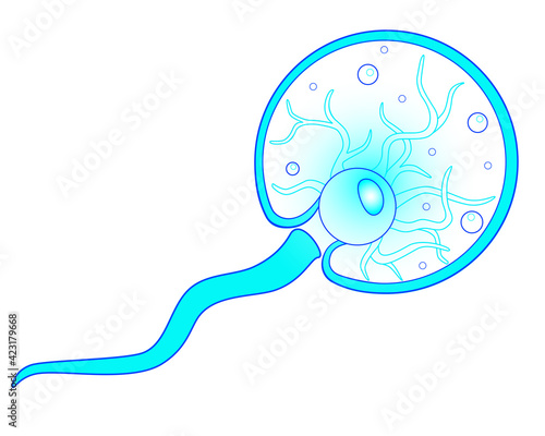 Noctiluca scintillans, sea sparkle animal - vector picture. The species of free-living marine colorless dinoflagellates from the order Noctilucales is a unicellular