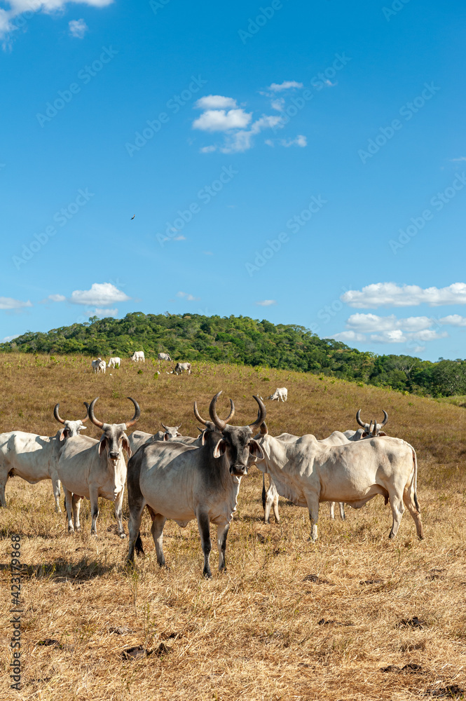 Livestock. Cattle in the field in Alagoinha, Paraiba State, Brazil on April 23, 2012. Livestock. Cattle in the field in Alagoinha, Paraiba State, Brazil on April 23, 2012.