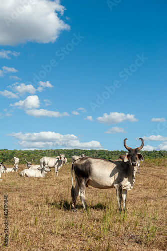 Fototapeta Naklejka Na Ścianę i Meble -  Livestock. Cattle in the field in Alagoinha, Paraiba State, Brazil on April 23, 2012.