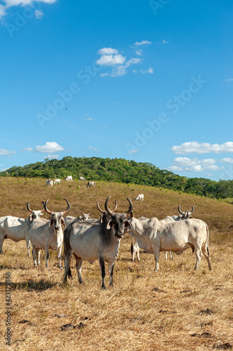 Fototapeta Naklejka Na Ścianę i Meble -  Livestock. Cattle in the field in Alagoinha, Paraiba State, Brazil on April 23, 2012.