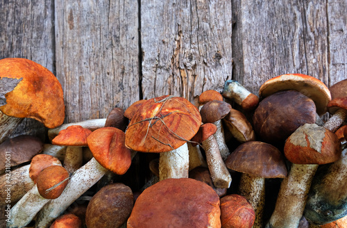 Freshly picked wild mushrooms of podosinoviki on gray boards. Summer and autumn seasons. Detox, fitness, cleansing, vegetable protein. Useful product. Top view. Copy space.