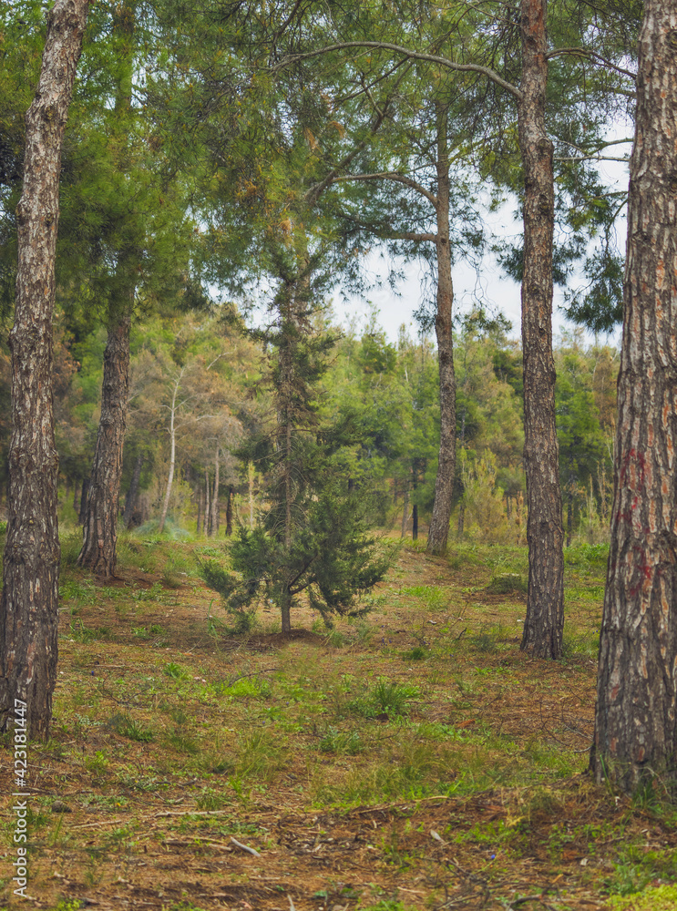 Fototapeta premium forest in autumn