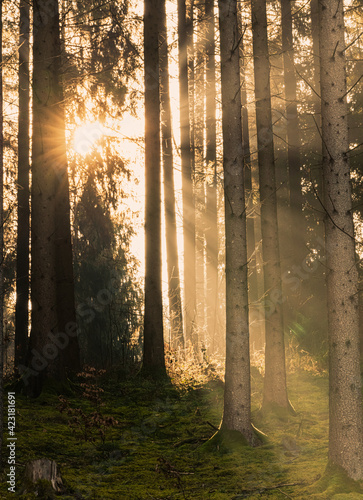 Sunstar in the Forest © Peter