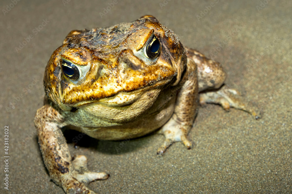 Cane Toad, Giant Neotropical Toad, Marine Toad, Rhinella marina, Marino Ballena National Park, Uvita de Osa, Puntarenas, Costa Rica, Central America, America Cane Toad, Giant Neotropical Toad, Marine Toad, Rhinella marina, Marino Ballena National Park, Uvita de Osa, Puntarenas, Costa Rica, Central America, America