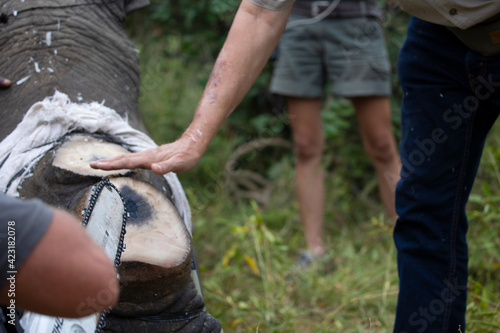White rhinoceros dehorning - chainsaw cutting the horn