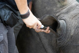 Rhino dehorning - antidote administered
