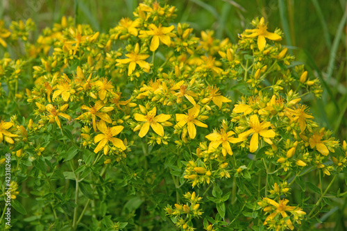 Photos Blühendes Johanniskraut, Hypericum perforatum, in der Wildnis