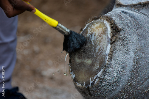 White Rhino dehorning - Horn protection photo