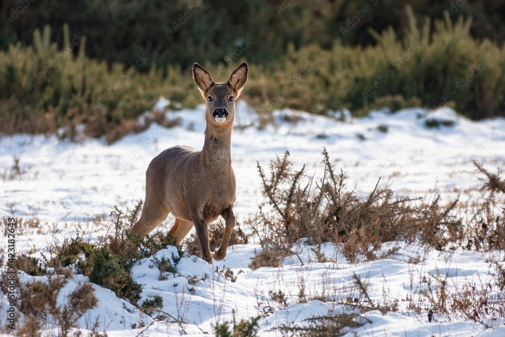 British Roe Deer British Roe Deer