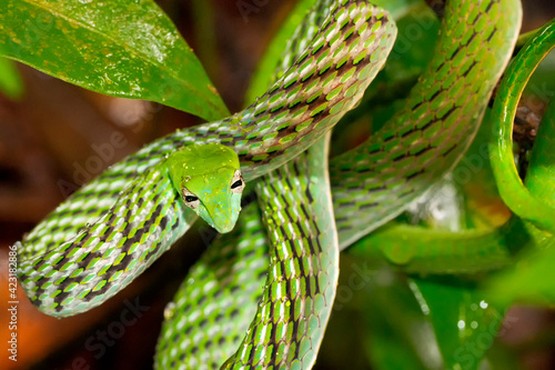 Green Vine Snake, Long-nosed Whip Snake, Ahaetulla nasuta, Sinharaja National Park Rain Forest, World Heritage Site, UNESCO, Bioreserve, Sri Lanka, Asia.