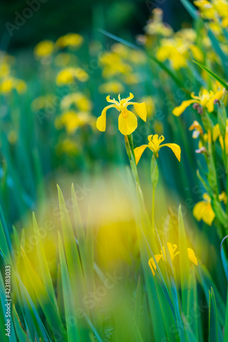YELLOW FLAG-LIRIO AMARILLO  Iris xiphioides   Flowers  Springtime  Liendo  Cantabria  Spain  Europe