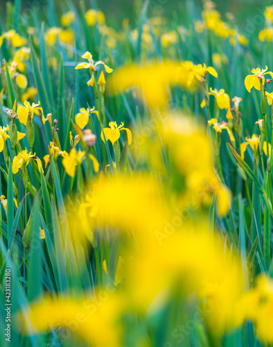 YELLOW FLAG-LIRIO AMARILLO (Iris xiphioides), Flowers, Springtime, Liendo, Cantabria, Spain, Europe photo