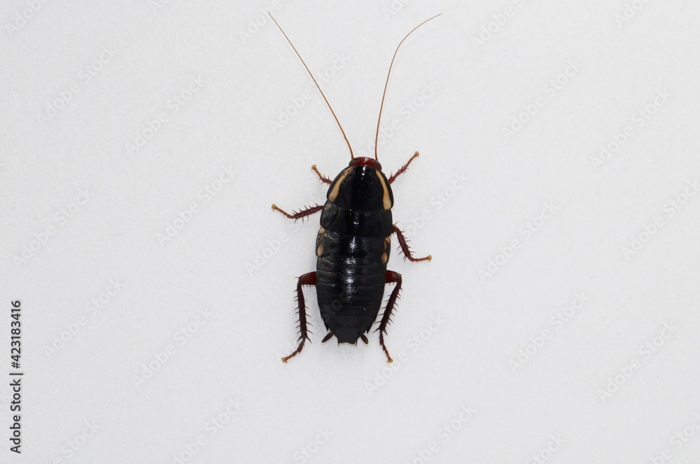 Cockroach (Blattodea) South Australia Cockroach (Blattodea) South Australia