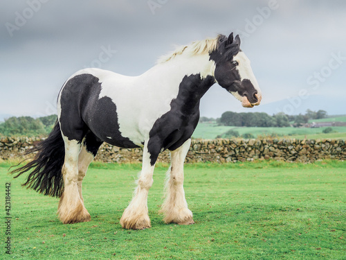 Cuadro en lienzo Irish Cob Horse