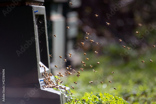 Bees flying into a manmade hive. Blurred green backgound.