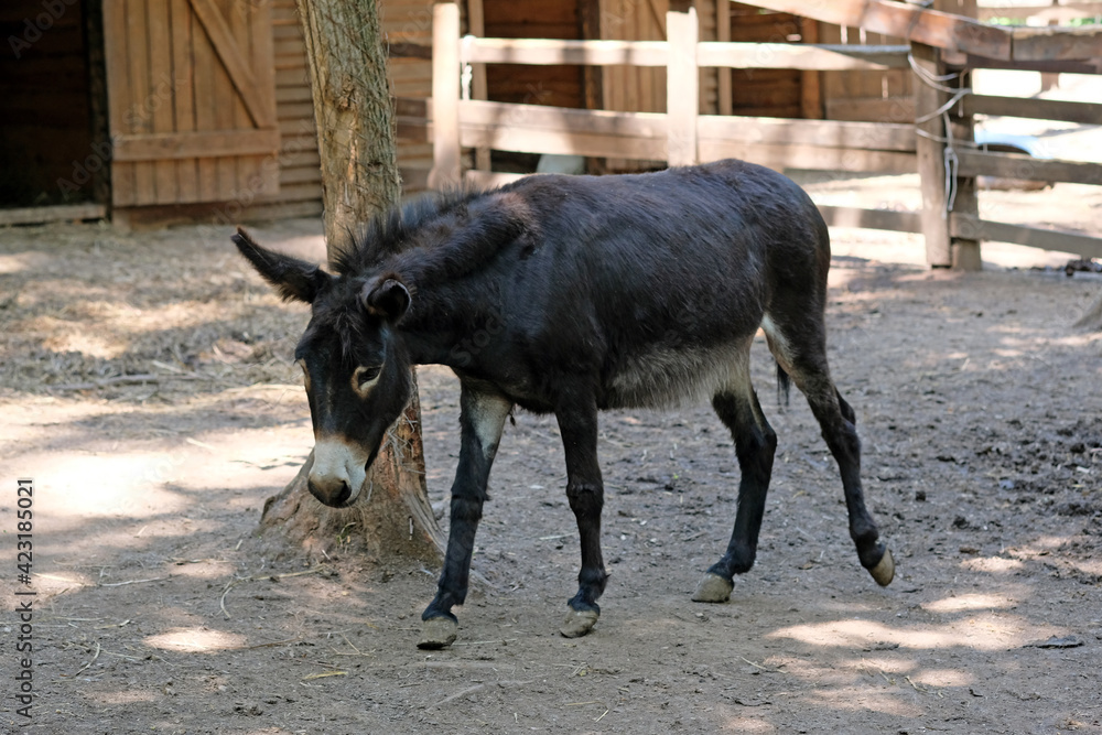 Bf Janwar Ke Sath Video - A black donkey walks on the ground in the zoo. A small donkey with long  hair in autumn. Stock Photo | Adobe Stock