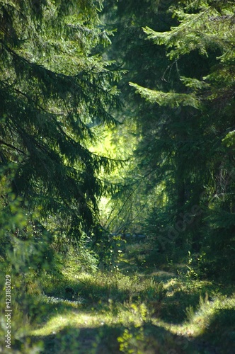 path in a summer coniferous forest on a sunny day