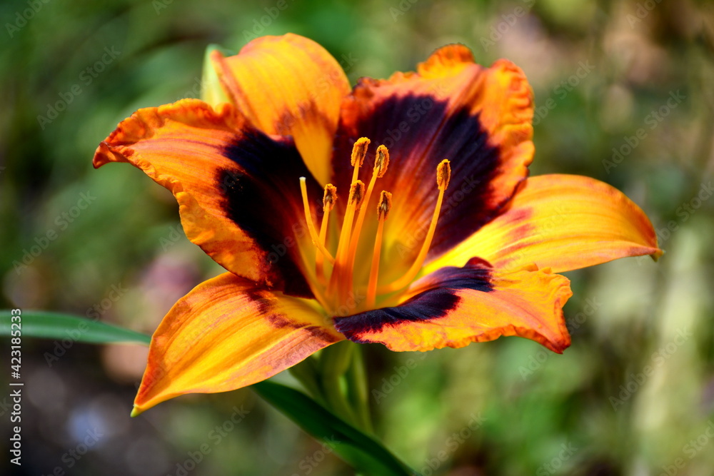 An orange hemerocallis flower in the rays of sunlight is beautiful. An orange hemerocallis flower in the rays of sunlight is beautiful.