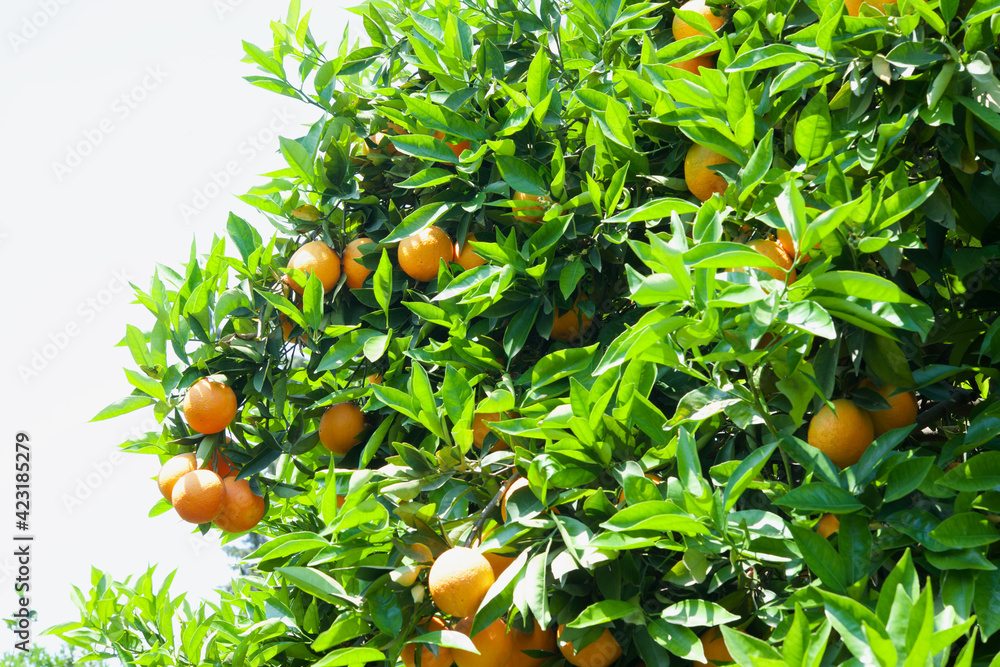 Orange tree with ripe fruits. Branch of fresh ripe oranges with leaves. 