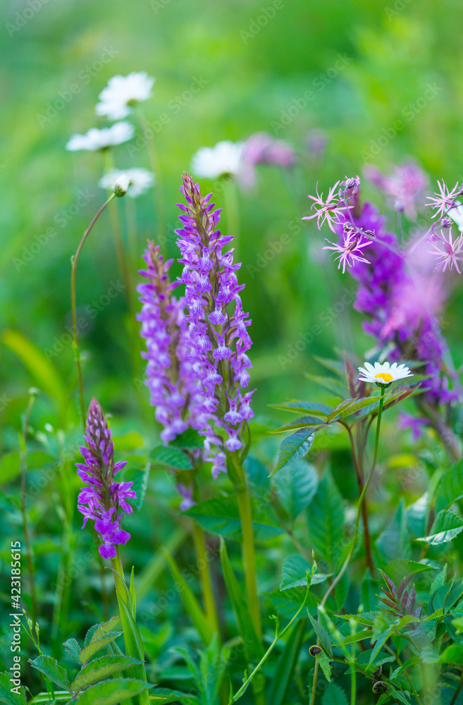 ORCHIDACEAE - ORQUIDEAS, Springtime, Liendo, Cantabria, Spain, Europe ORCHIDACEAE - ORQUIDEAS, Springtime, Liendo, Cantabria, Spain, Europe