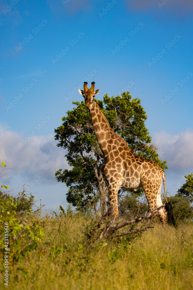 Fototapeta premium Giraffe on the horizon - blue sky