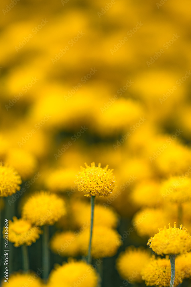 Fototapeta premium yellow dandelions in the field