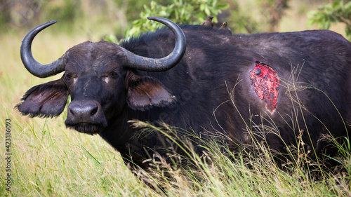 Cape buffalo with a bloody wound on her side