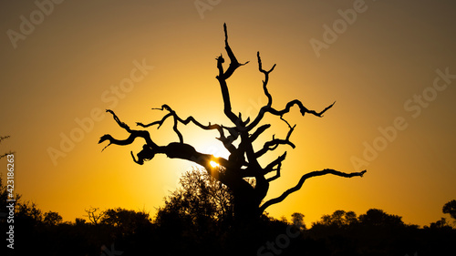 sunrise in the african bushveld photo