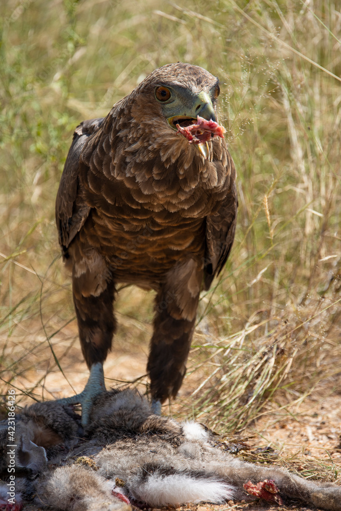 Juvenile bateleur feeding on a hare