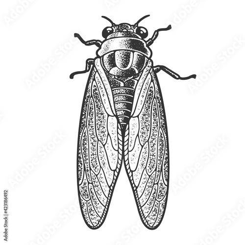 Cicadidae cicada insect animal sketch engraving vector illustration. T-shirt apparel print design. Scratch board imitation. Black and white hand drawn image.