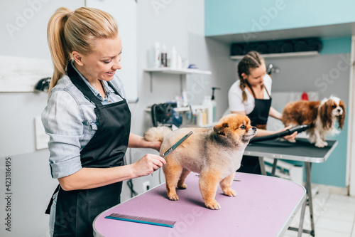 Pomeranian dog and Cavalier King Charles Spaniel at grooming salon. Animal care concept.