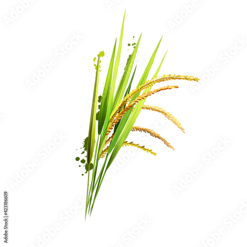 Growing seed on a white background. Rice is seed of the grass species Oryza sativa Asian rice or Oryza glaberrima African rice. Staple food. Cereal grain Herbs and spices collection. Digital art photo