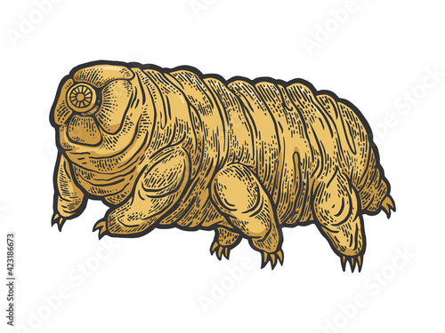 Tardigrade water bear moss piglet micro animal color sketch engraving vector illustration. Tee shirt apparel print design. Scratch board style imitation. Black and white hand drawn image.