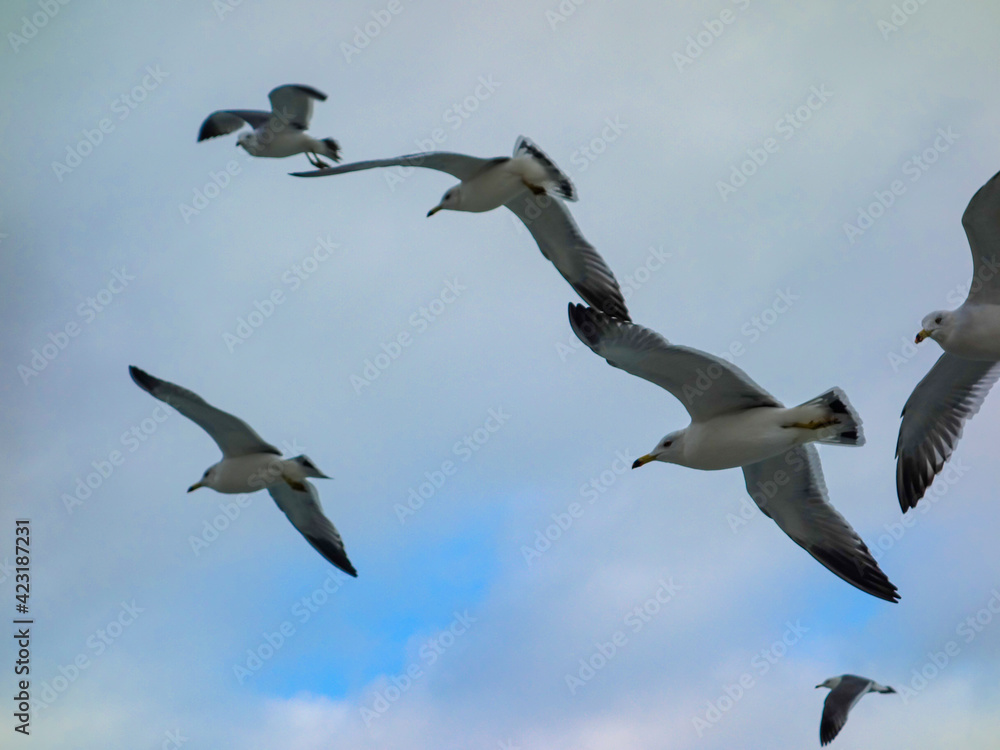 Seagulls are flying freely in the cloudy sky.