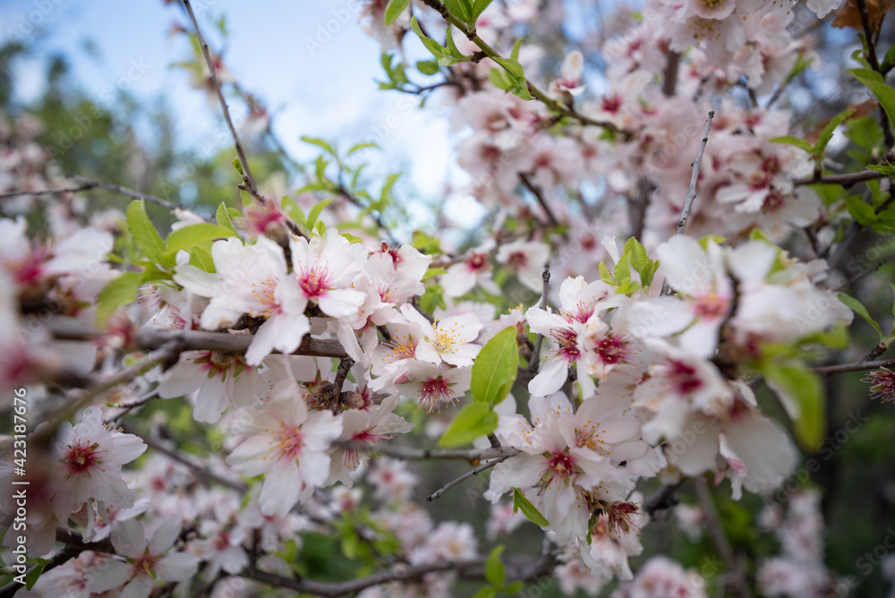 Nahaufnahme von Blumen, Blättern und Zweigen von voll blühenden Kirschbäumen im Frühjahr Nahaufnahme von Blumen, Blättern und Zweigen von voll blühenden Kirschbäumen im Frühjahr