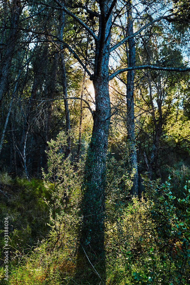walking inside the mountains with trees walking inside the mountains with trees