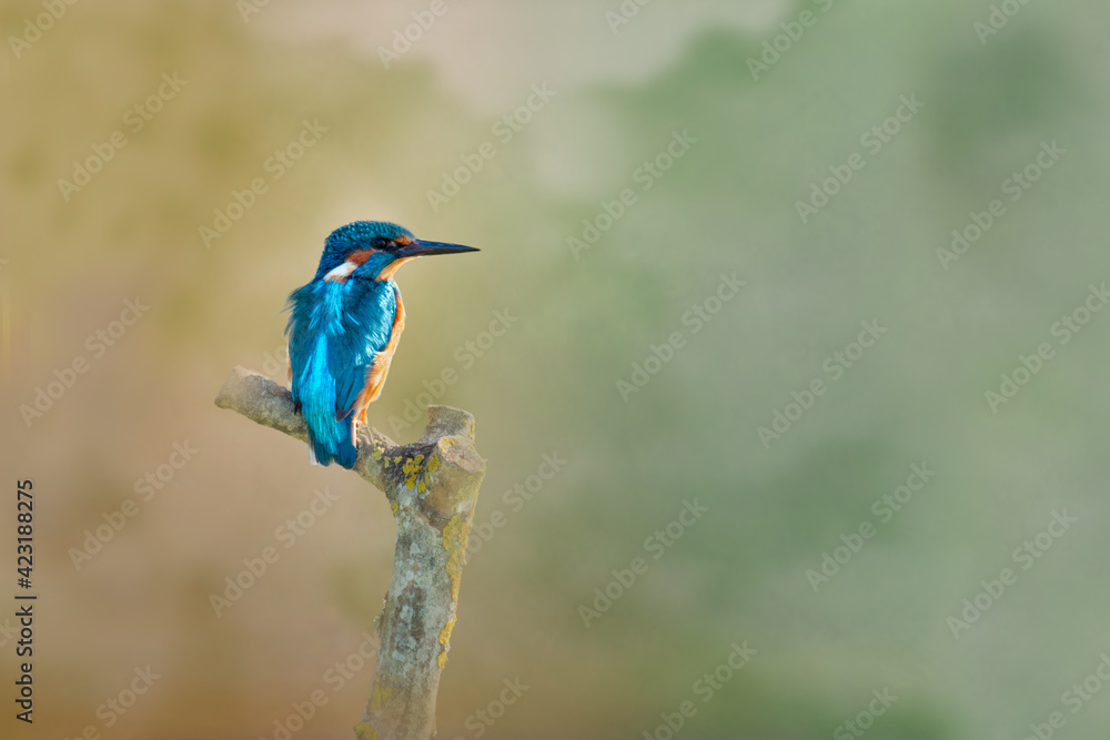 A Kingfisher perched on a branch edited in a fine art style with a textured green and orange background. Taken at WWT Arundel Centre, Arundel, Sussex.