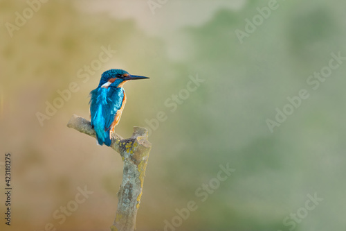 A Kingfisher perched on a branch edited in a fine art style with a textured green and orange background. Taken at WWT Arundel Centre, Arundel, Sussex.