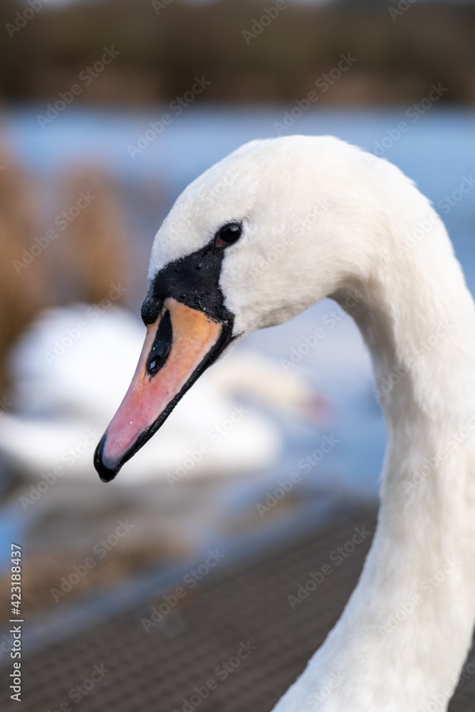 Obraz premium A close up of a single white swan with a bright orange beak.
