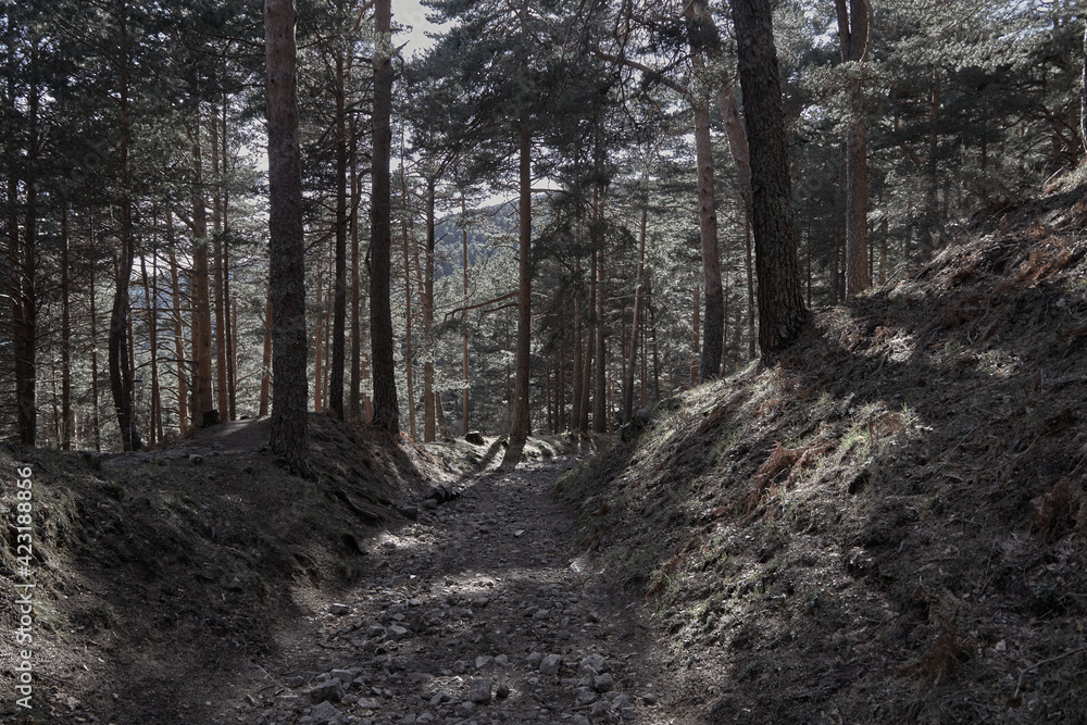 Obraz premium walking inside the mountains with trees