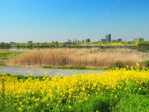 春の菜の花咲く江戸川土手から見る枯れた荻のある河川敷風景