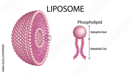 Liposome - Phospholipid - Membrane Cell