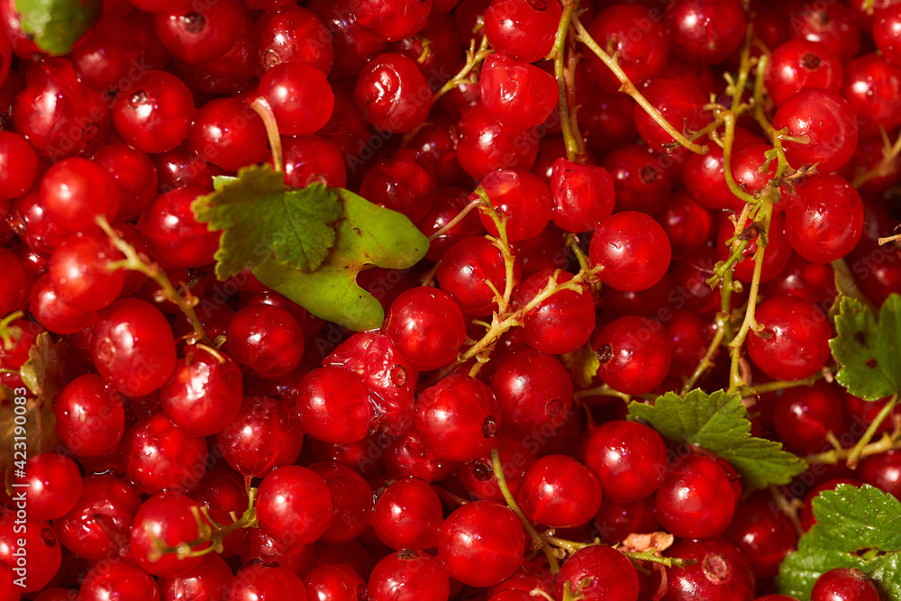 Red ripe currants with green petals Red ripe currants with green petals