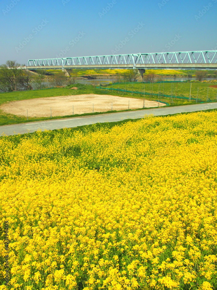Fototapeta premium 春の菜の花咲く江戸川土手から見る野球場のある河川敷とつくばエクスプレスの鉄橋風景