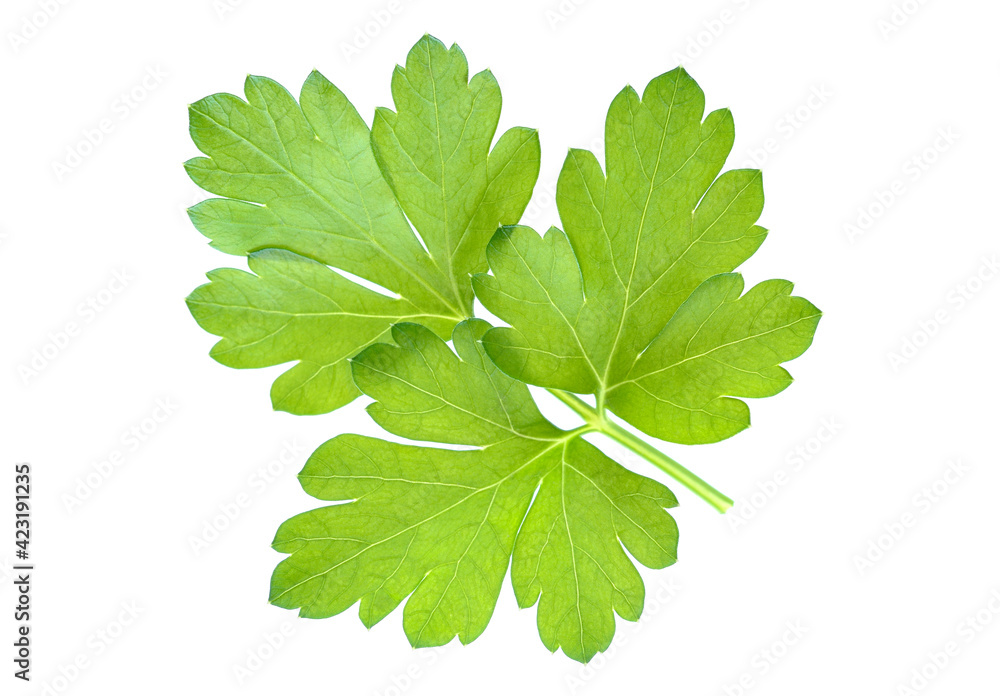 Single green leaf of parsley isolated on white background Single green leaf of parsley isolated on white background