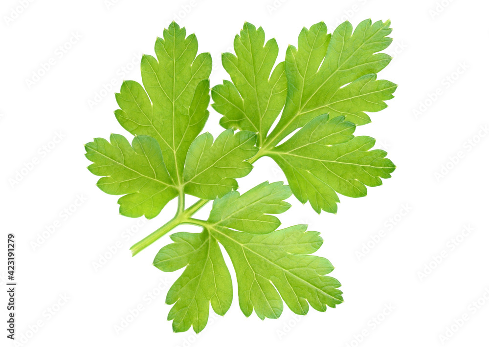 Fresh parsley leaf isolated on white background Fresh parsley leaf isolated on white background