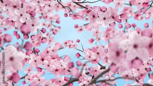 JAPANESE CHERRY BLOSSOM. SPRING ANIMATION. MACRO SLIDER BETWEEN BRANCH. FORWARD MOVING