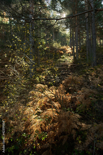 walking beetwen mountains near of madrid