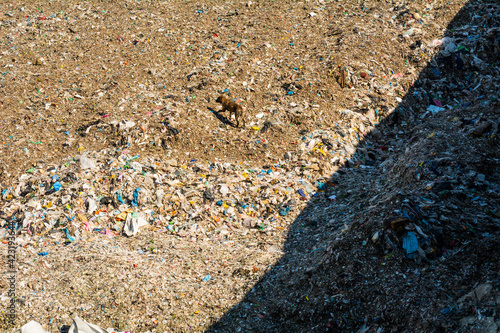 Dog walking in a huge landfill, animals and trash, pollution photo